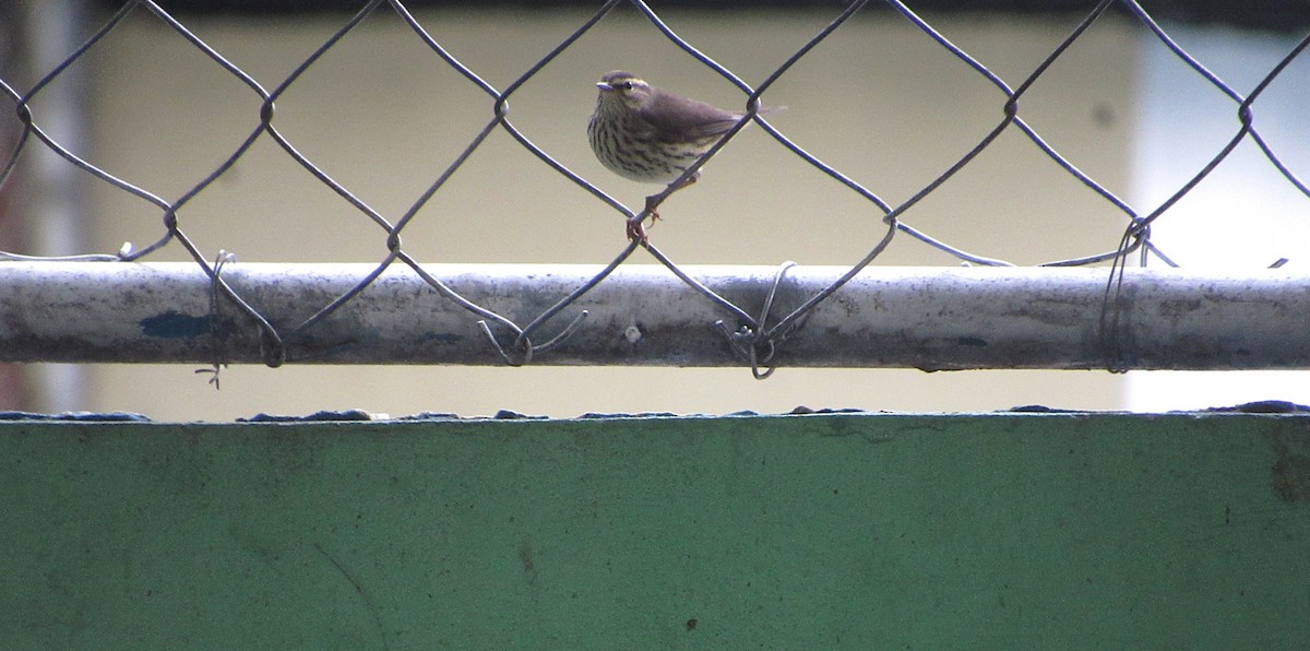 Northern Waterthrush - ML644048702