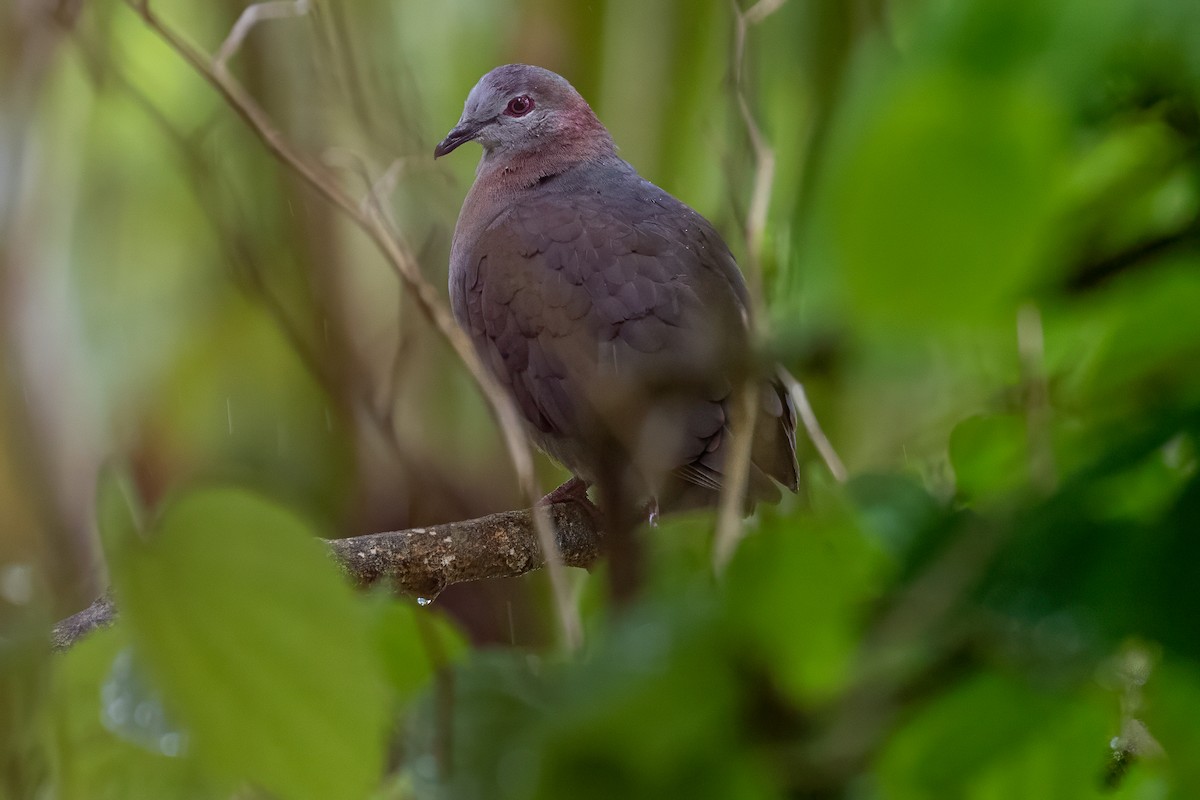 Lemon Dove (Sao Tome) - ML644048712