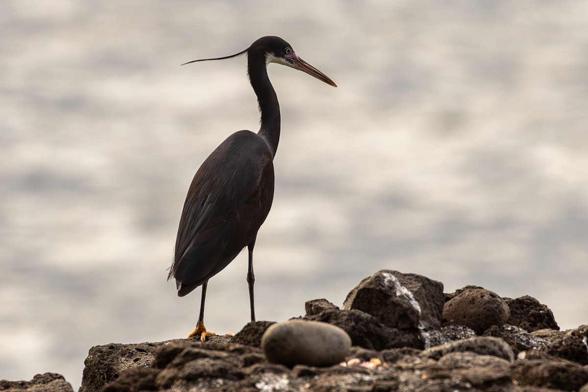 Western Reef-Heron - ML644048715