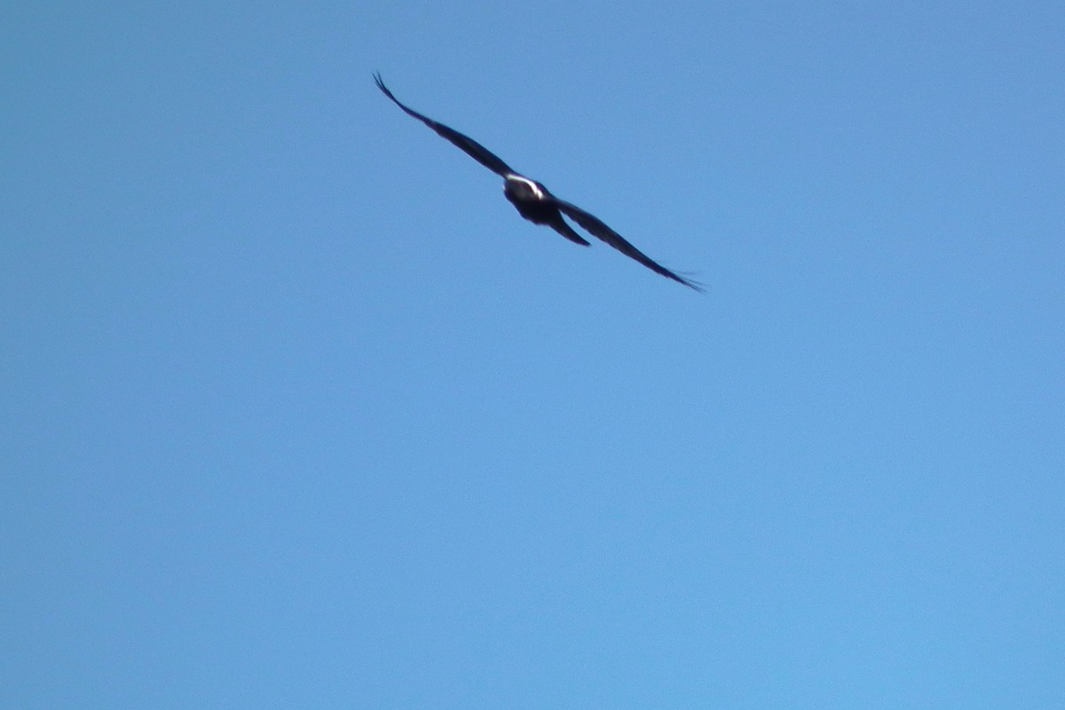 White-necked Raven - ML644048719