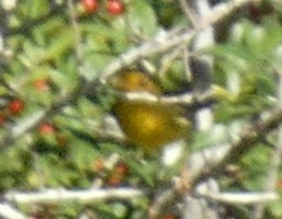 Wilson's Warbler - ML644048724