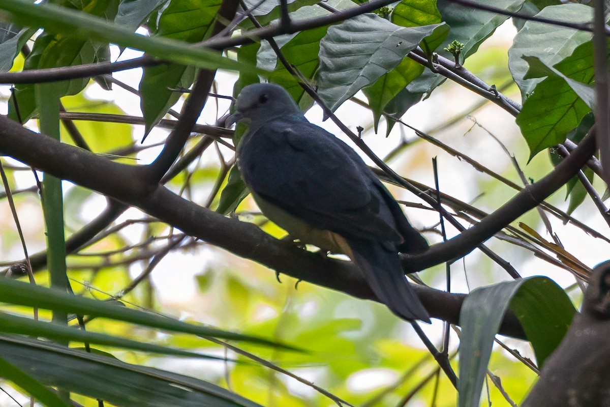 Sao Tome Pigeon - ML644048726
