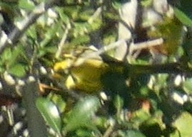 Wilson's Warbler - ML644048732