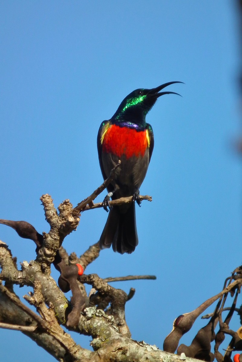 Greater Double-collared Sunbird - ML644048735