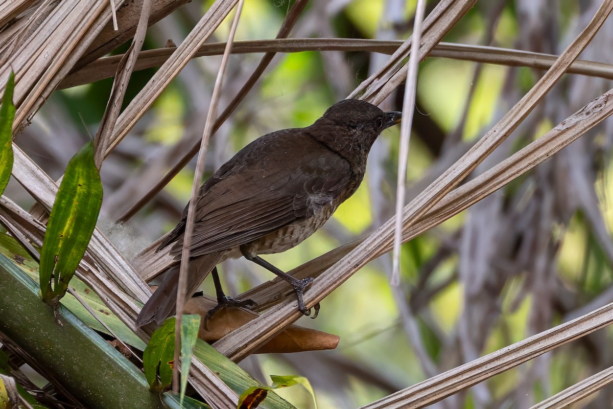 Sao Tome Thrush - ML644048738