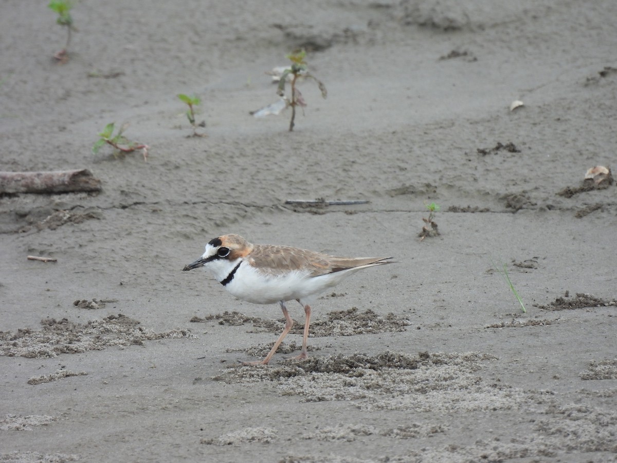 Collared Plover - ML644048744