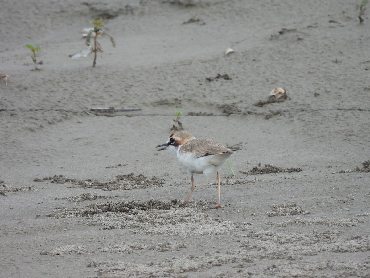 Collared Plover - ML644048745