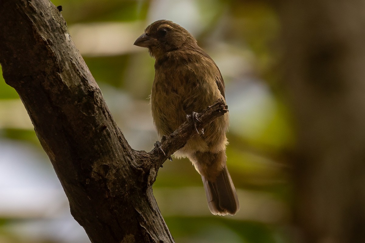 Principe Seedeater - ML644048749