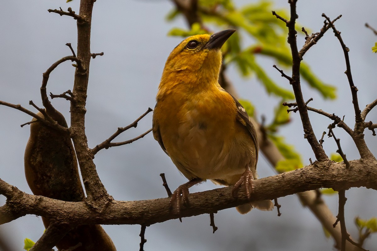 Sao Tome Weaver - ML644048766