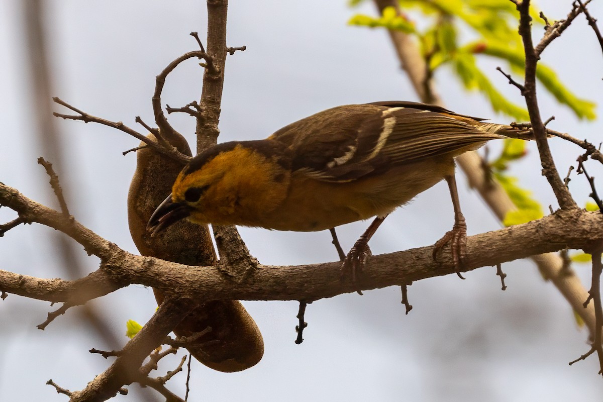 Sao Tome Weaver - ML644048767