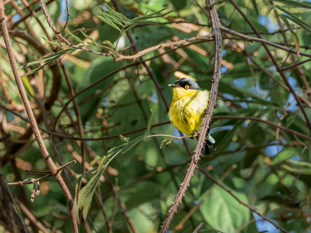 Common Tody-Flycatcher - ML644048775