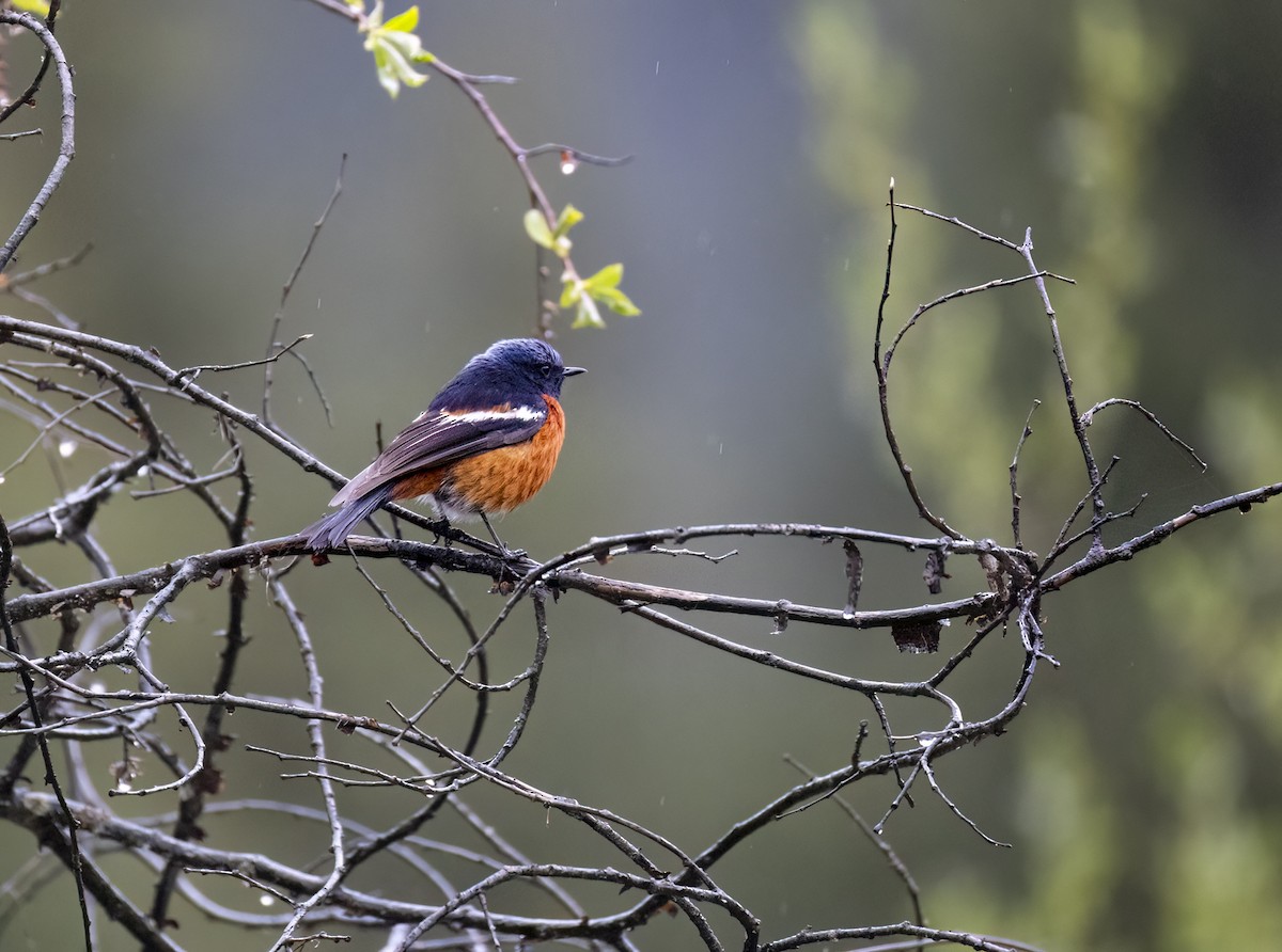 White-throated Redstart - ML644048782