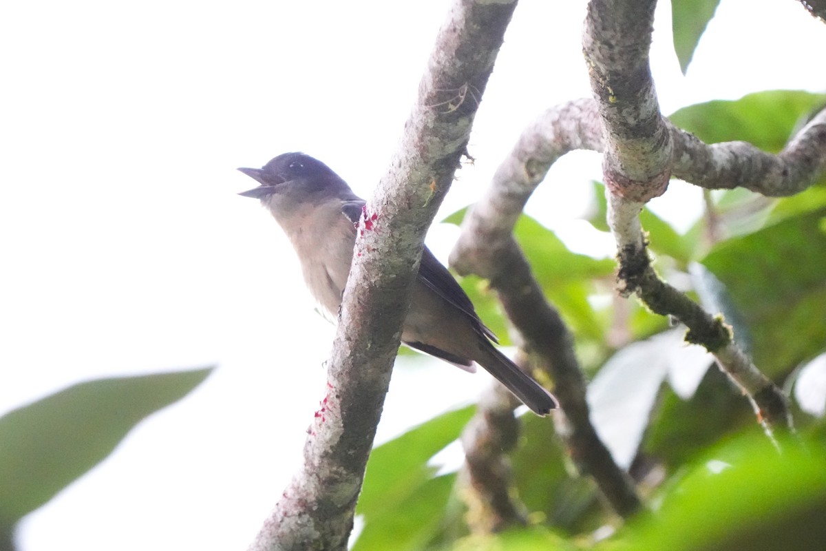 Crested Becard - ML644048786