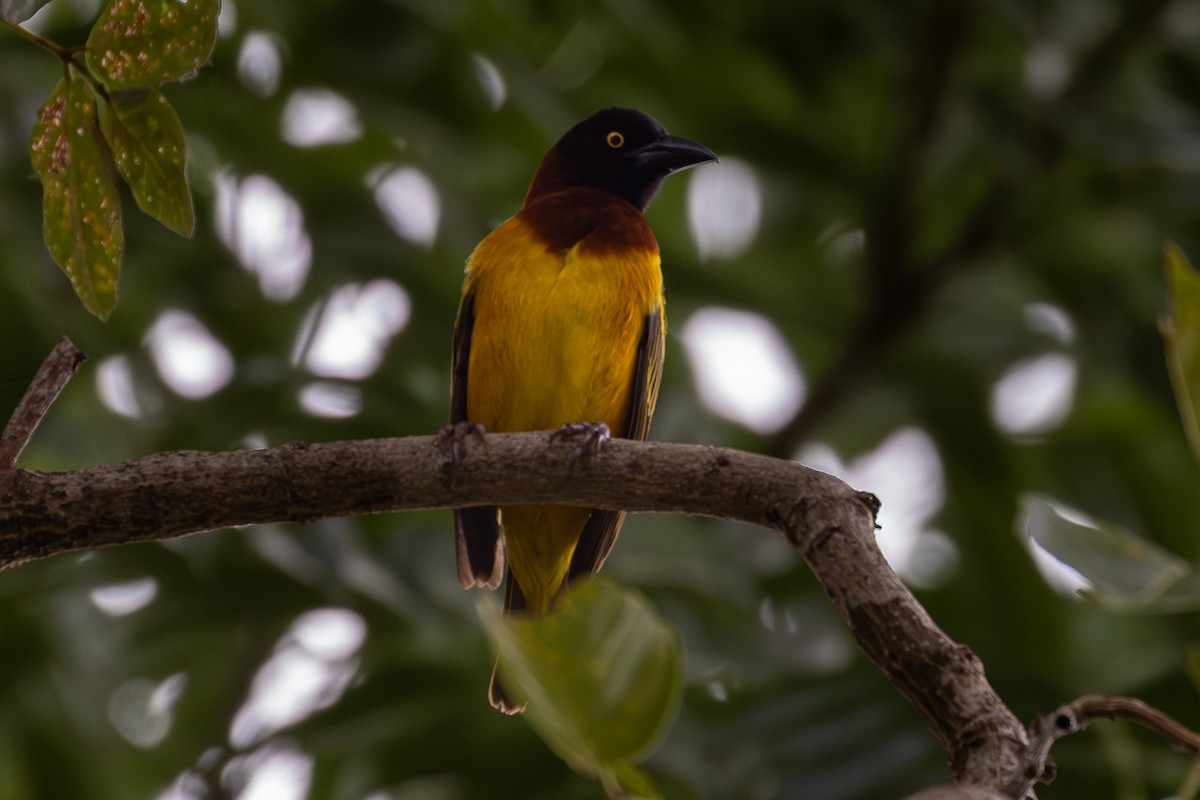 Giant Weaver - ML644048792