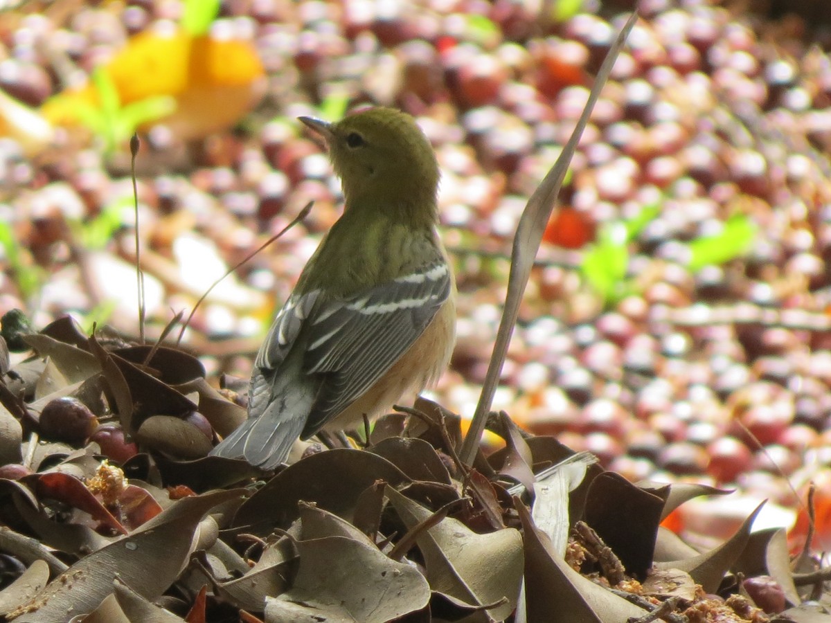 Bay-breasted Warbler - ML644048797