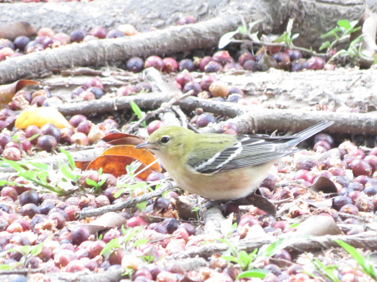 Bay-breasted Warbler - ML644048798