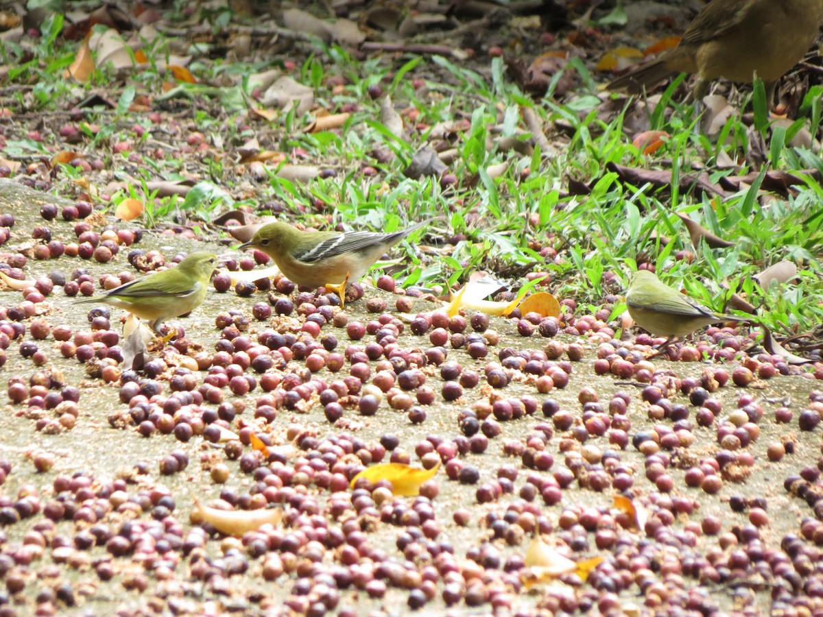 Bay-breasted Warbler - ML644048799