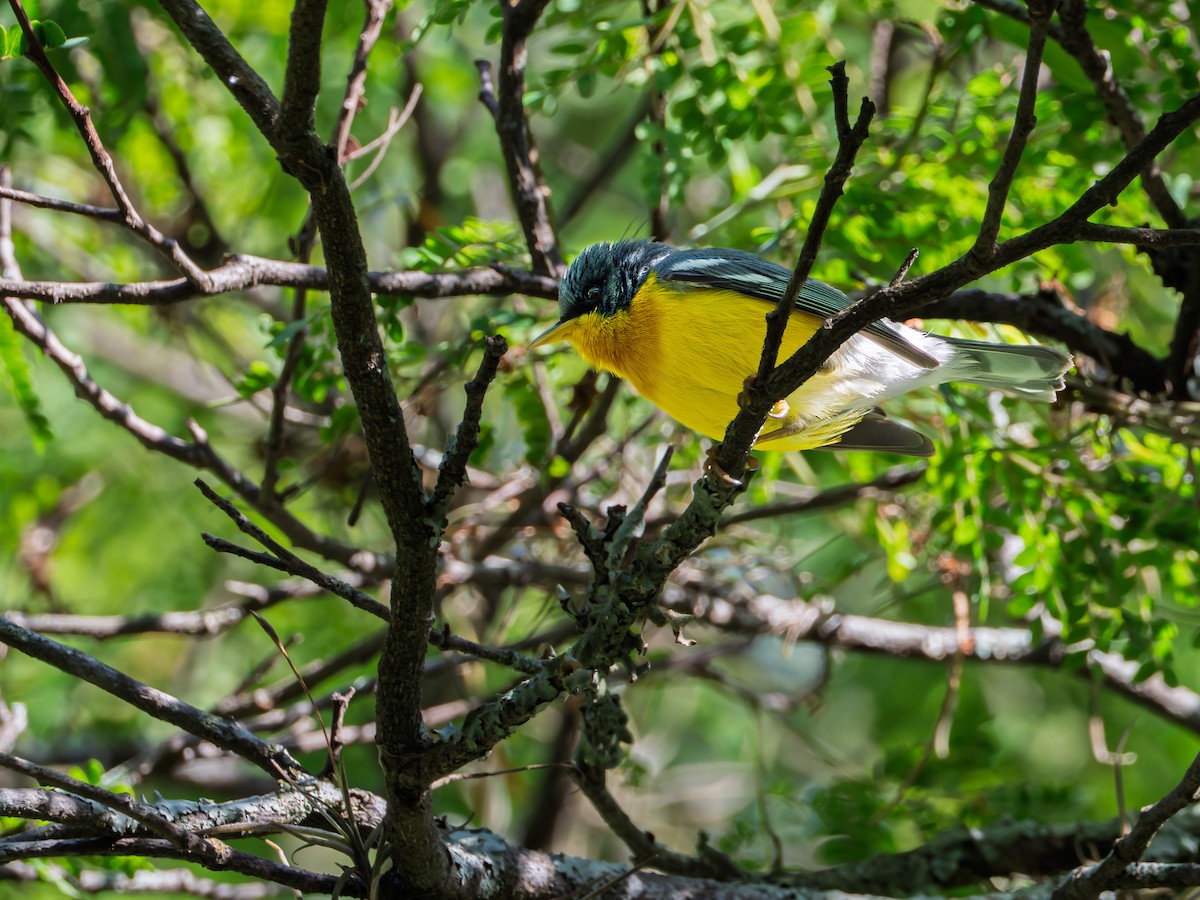 Tropical Parula - ML644048800