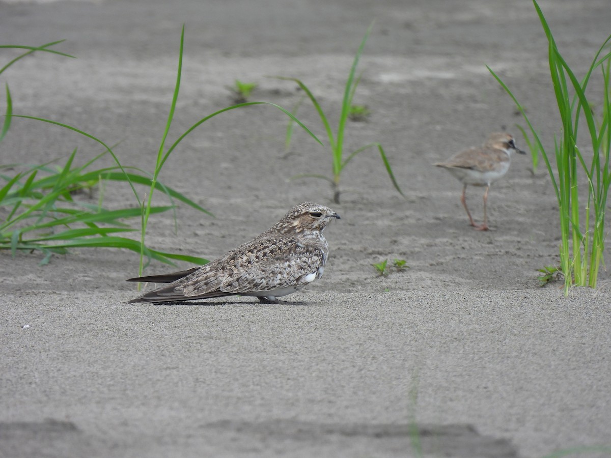 Sand-colored Nighthawk - ML644048803