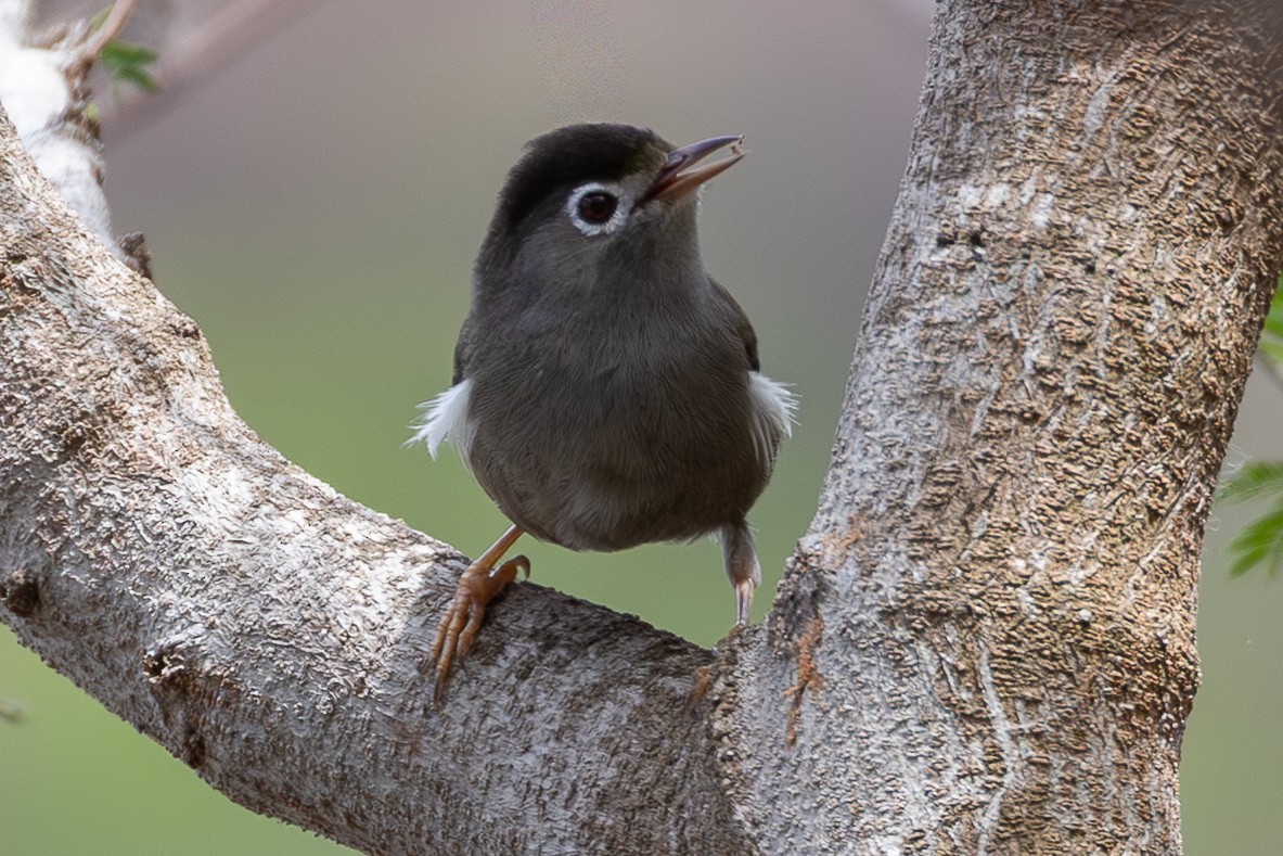 Black-capped Speirops - ML644048806