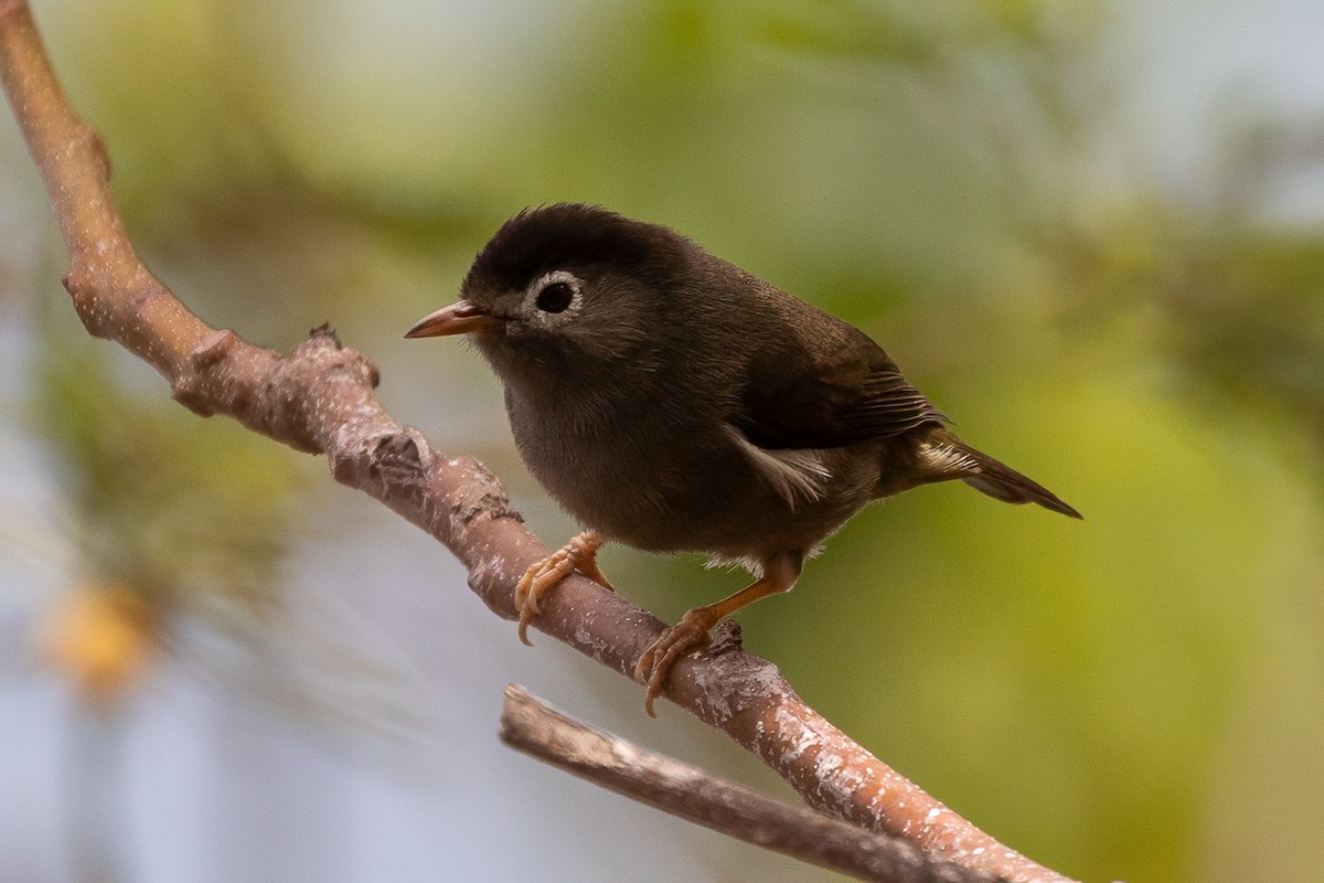 Black-capped Speirops - ML644048807