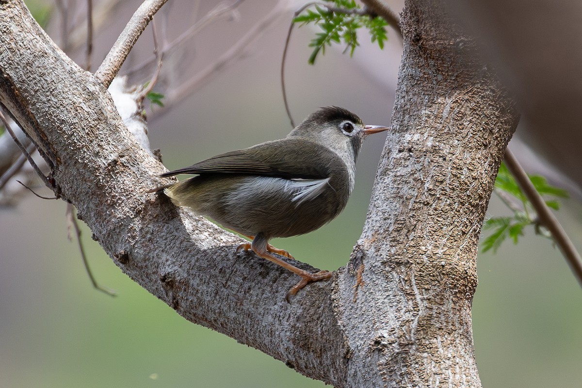 Black-capped Speirops - ML644048808