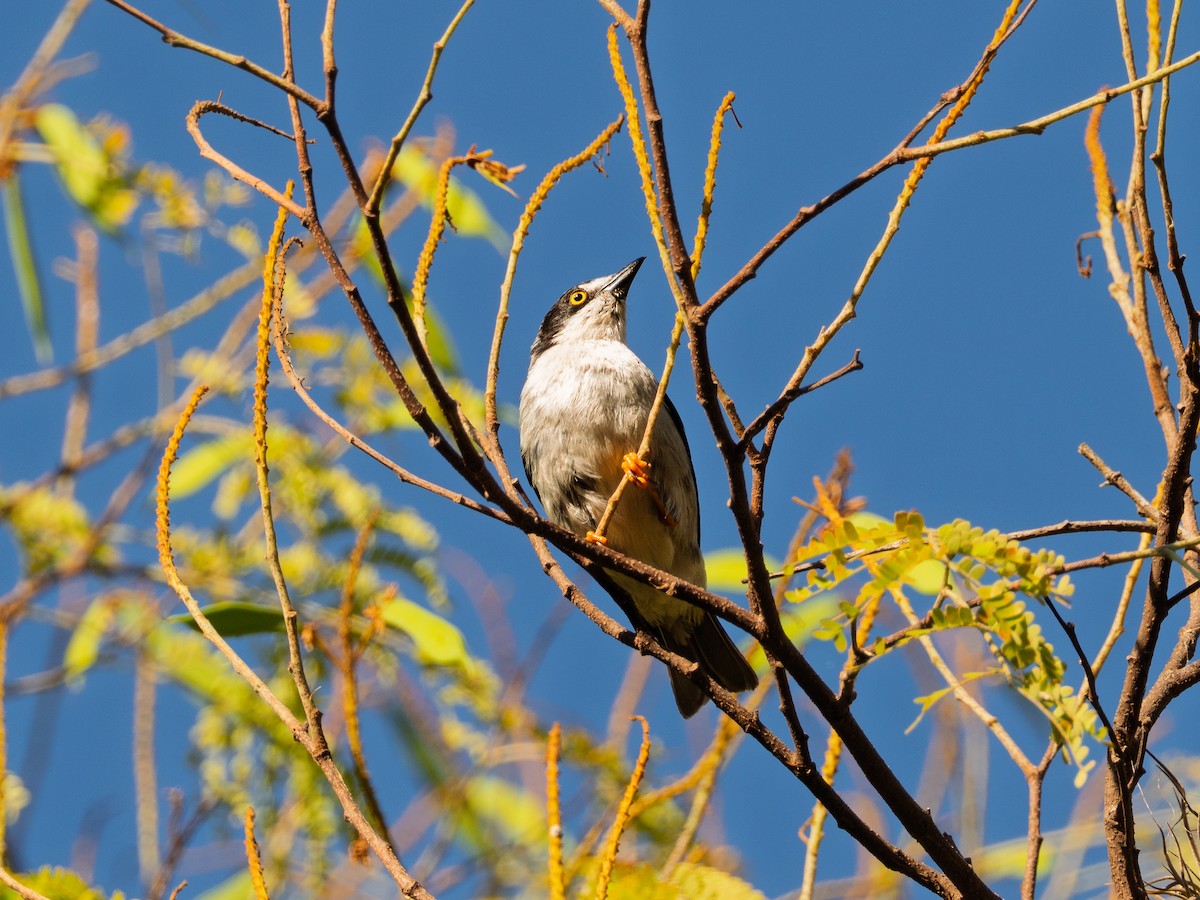 Hooded Tanager - ML644048811