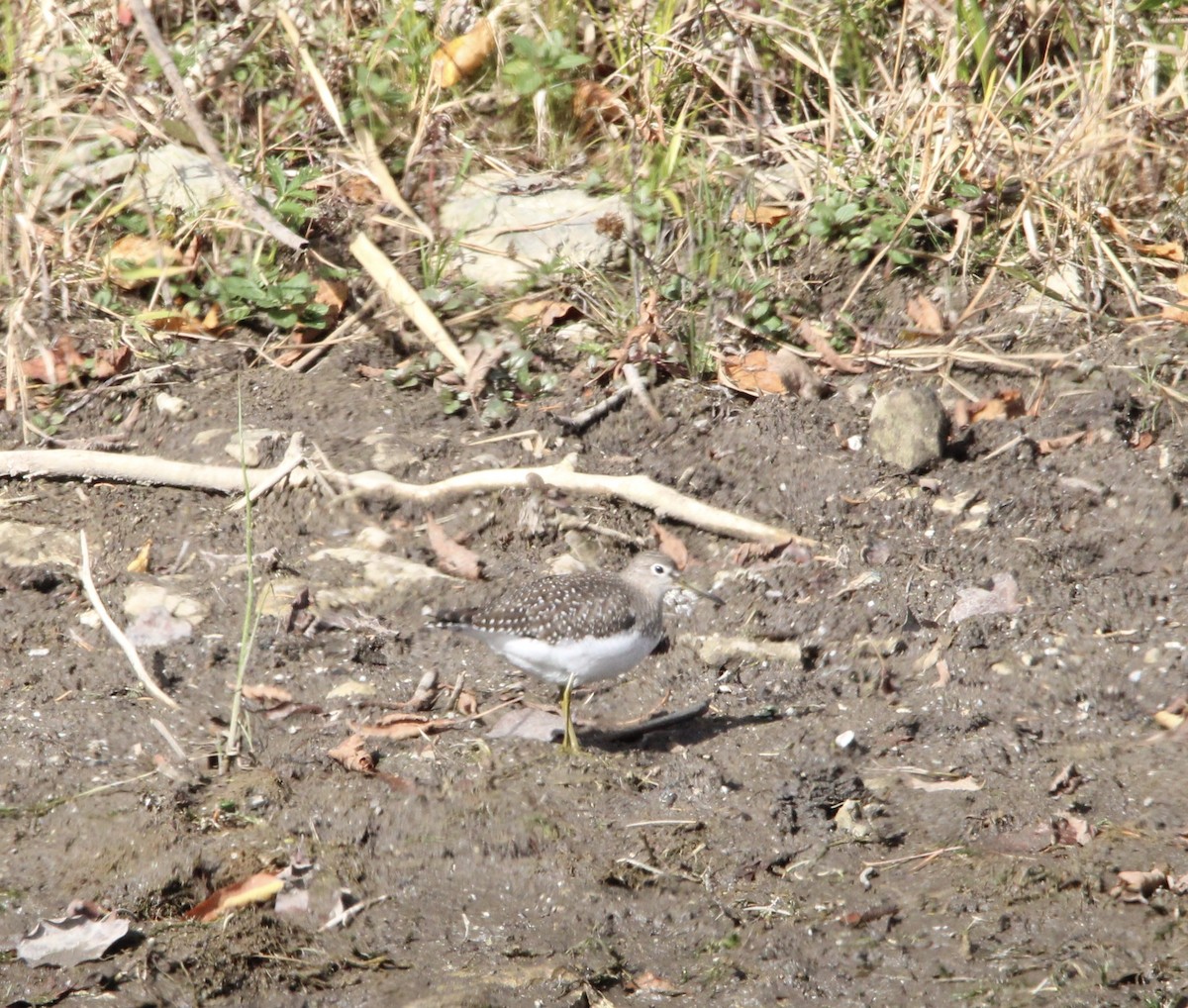Solitary Sandpiper - ML644048823