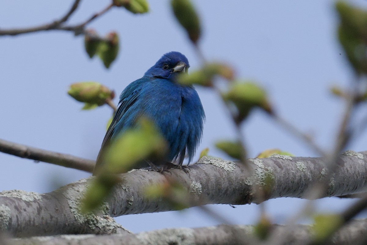 Indigo Bunting - ML644048824
