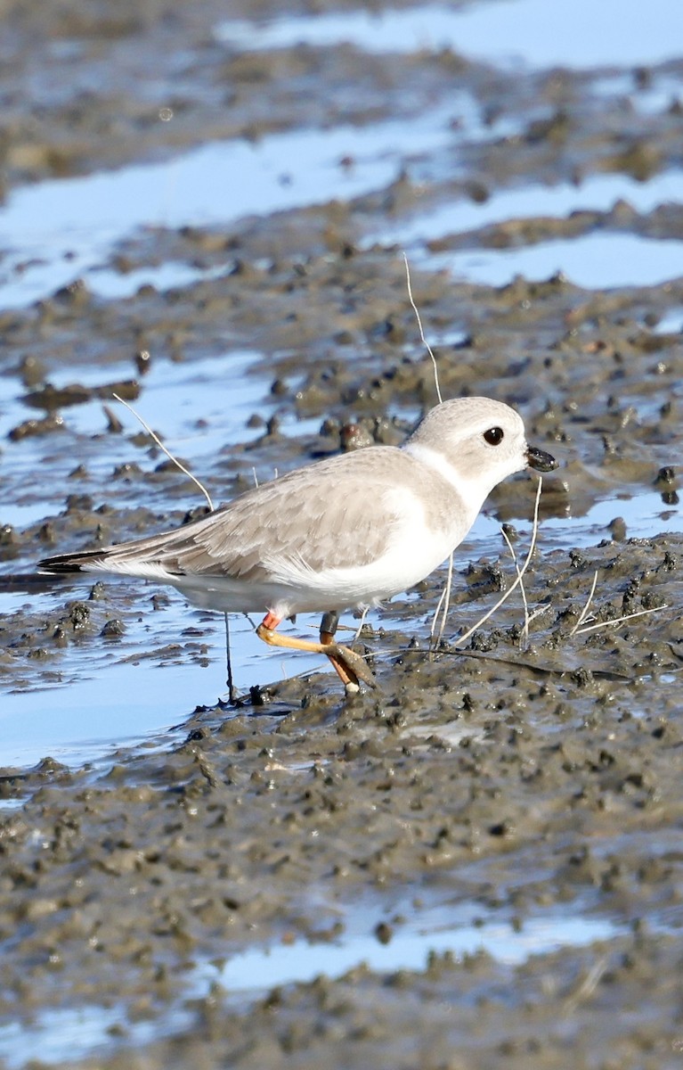 Piping Plover - ML644048825