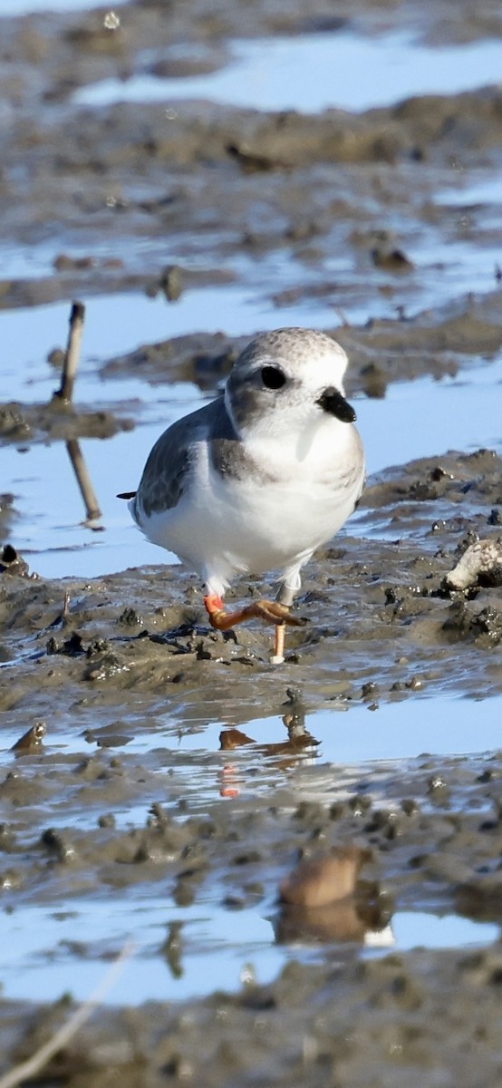 Piping Plover - ML644048826