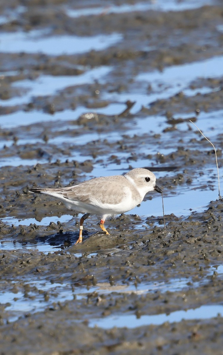 Piping Plover - ML644048827