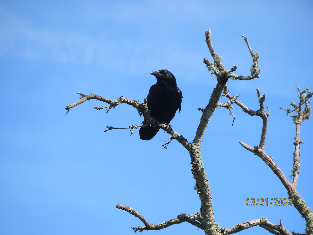 Common Raven - ML644048831