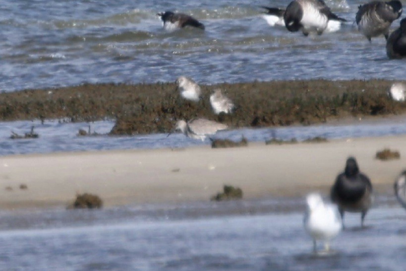Willet (Western) - ML644048832