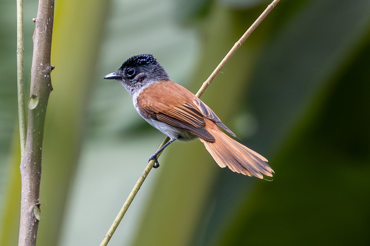 Sao Tome Paradise-Flycatcher - ML644048833