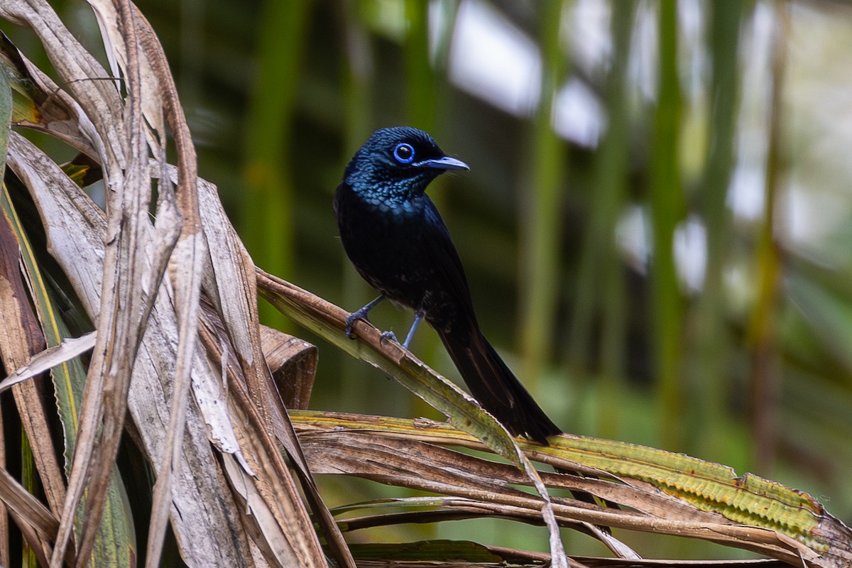 Sao Tome Paradise-Flycatcher - ML644048834