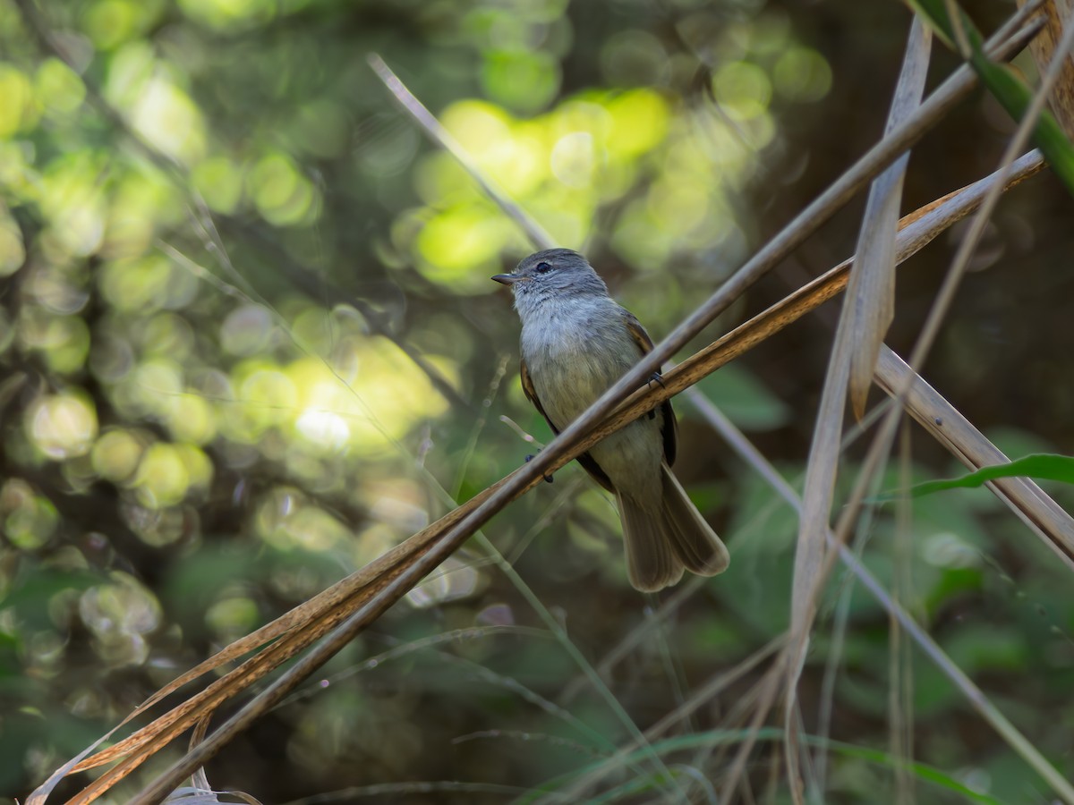 Southern Beardless-Tyrannulet - ML644048841