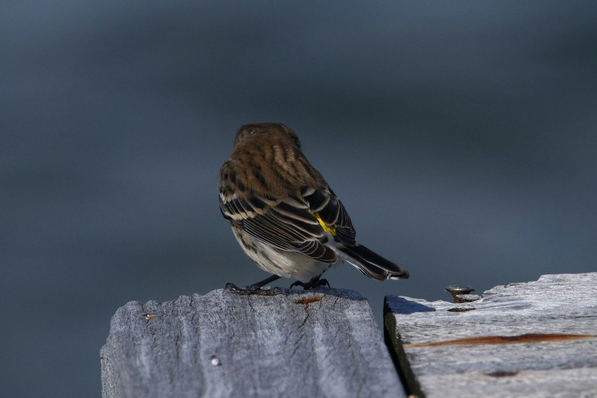 Yellow-rumped Warbler (Myrtle) - ML644048842