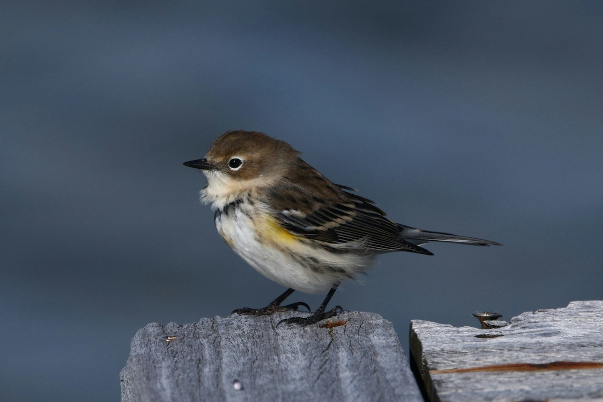 Yellow-rumped Warbler (Myrtle) - ML644048843