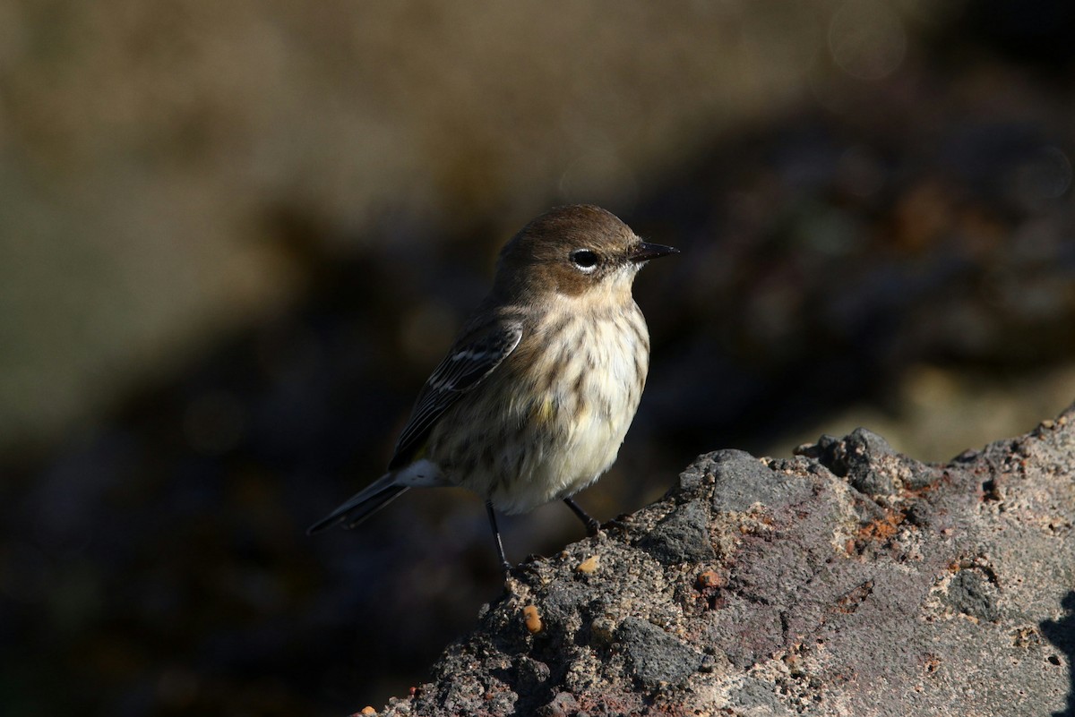 Yellow-rumped Warbler (Myrtle) - ML644048844