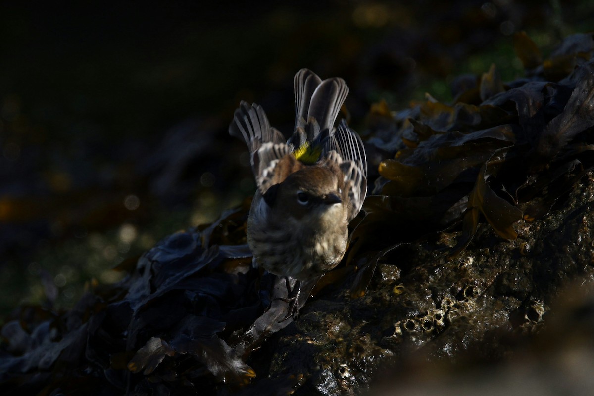 Yellow-rumped Warbler (Myrtle) - ML644048845