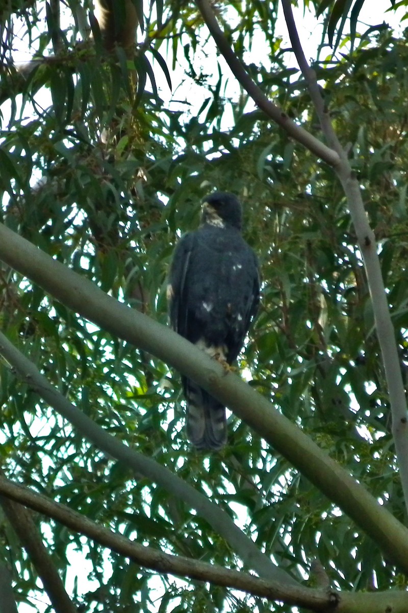 Black Goshawk - ML644048852