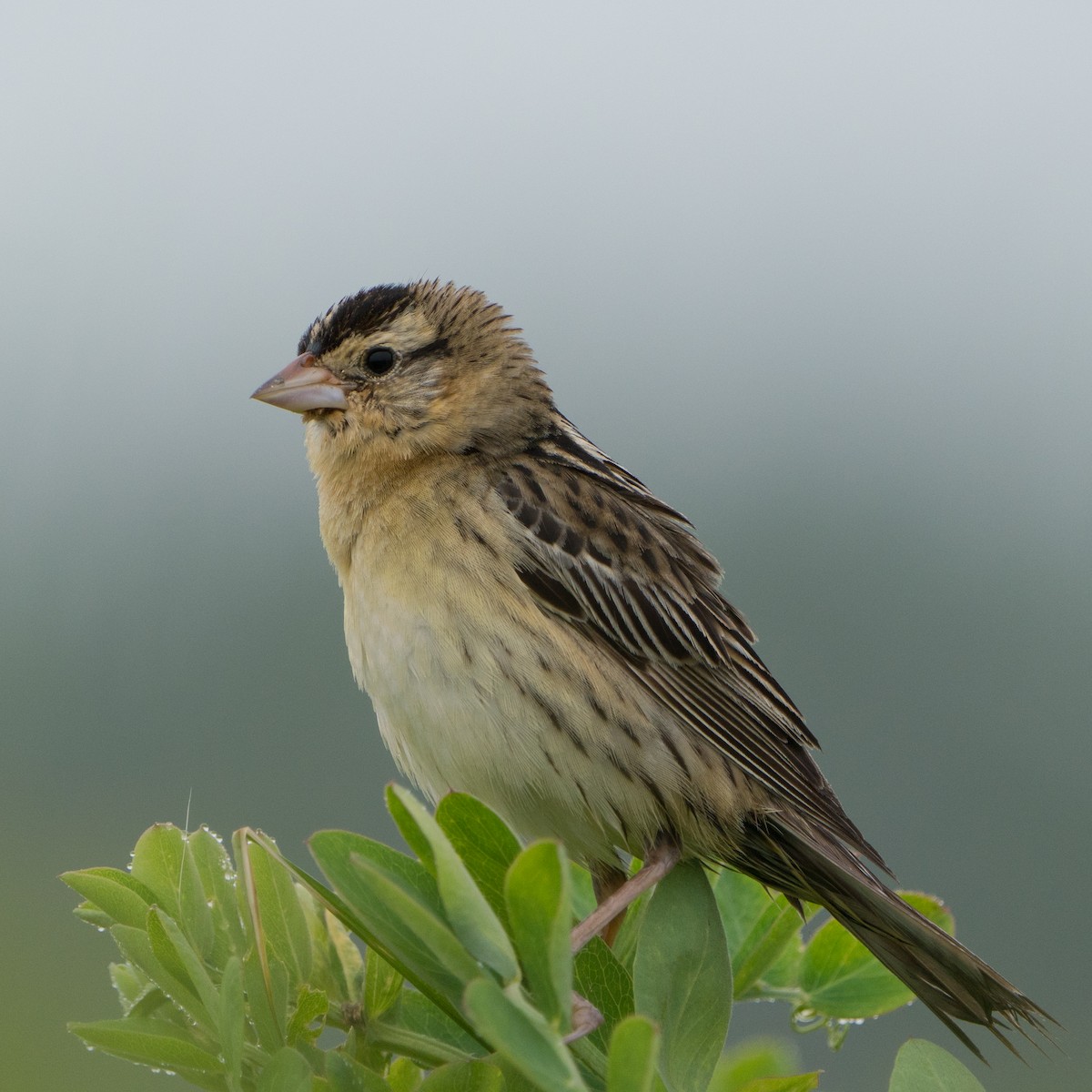 Bobolink - ML644048853