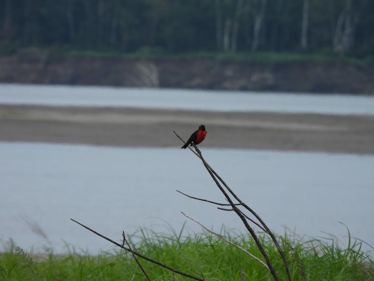 Red-breasted Meadowlark - ML644048856