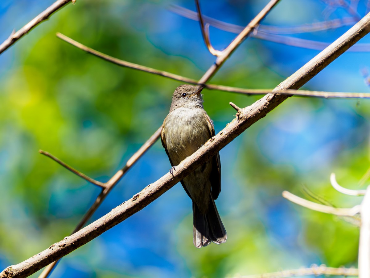 Southern Beardless-Tyrannulet - ML644048880