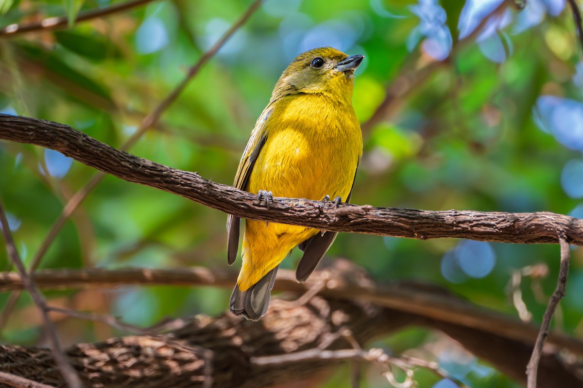 Violaceous Euphonia - ML644048886
