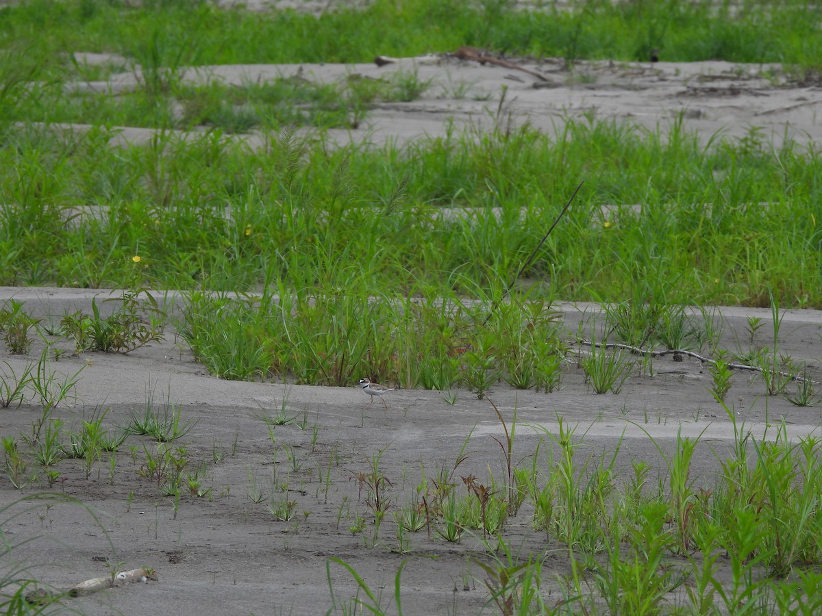 Collared Plover - ML644048887
