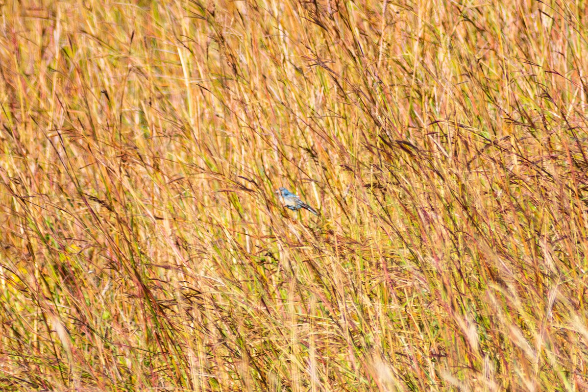 Indigo Bunting - ML644048888