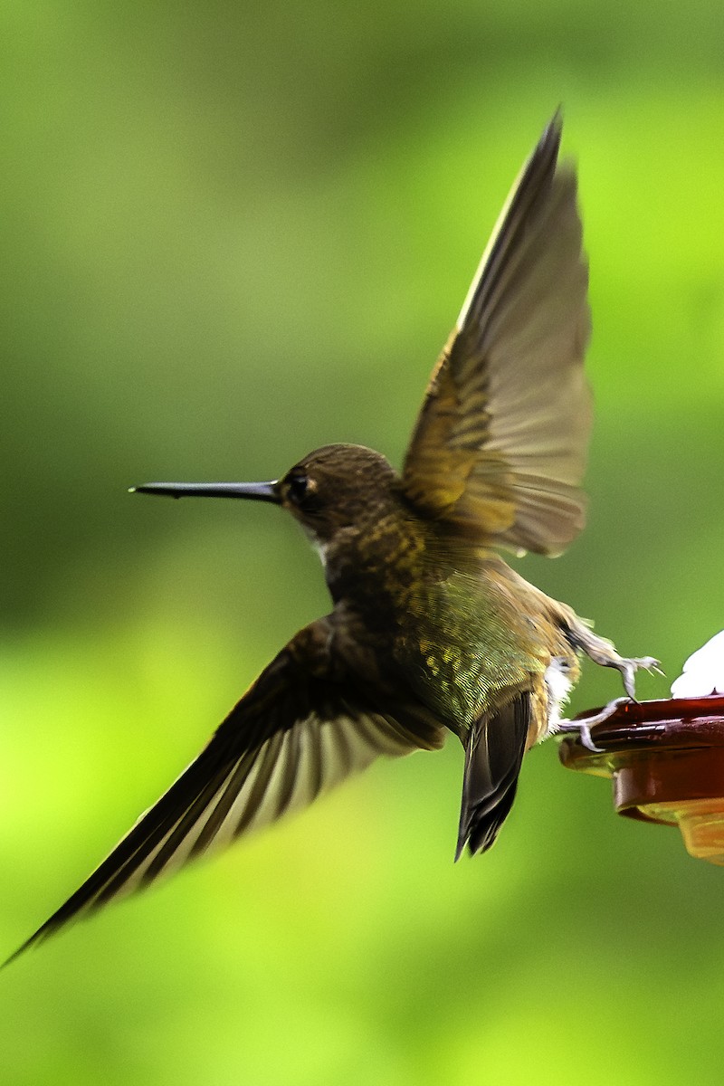 Bronzy Inca - ML644048896