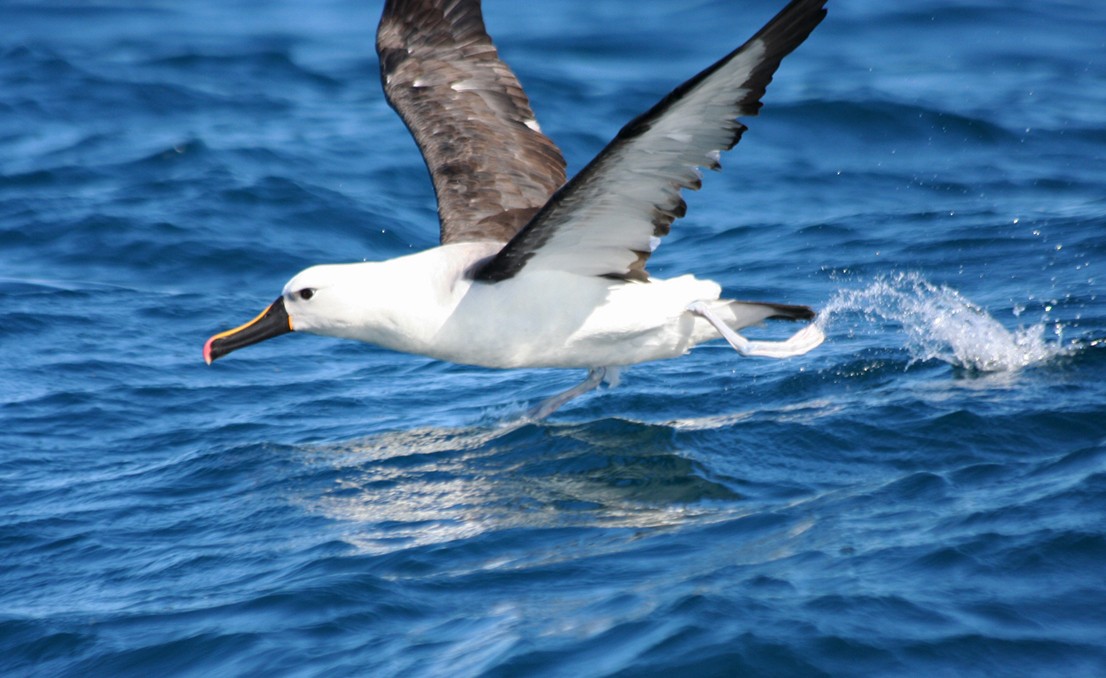Indian Yellow-nosed Albatross - ML644048901